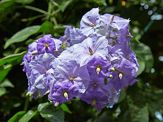 <i>Solanum wendlandii</i> Species of plant in the family Solanaceae