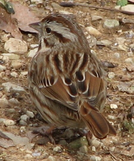 Song Sparrow 0030.jpg