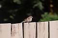 * Nomination Song Sparrow in Calgary --Satdeep Gill 04:50, 25 August 2017 (UTC) * Promotion  CommentIMO nearly good quality. You should remove the CAs. --XRay 05:24, 25 August 2017 (UTC)  Done fixed --Satdeep Gill 05:33, 25 August 2017 (UTC)  Comment There are still CAs. I've added a note. --XRay 06:07, 25 August 2017 (UTC)  Done I have added a newer version. Please check it if it has been fixed now.--Satdeep Gill 18:31, 30 August 2017 (UTC) Weak  Support It's better, but there are still CAs. You are using Adobe LR. It's an easy task to remove the CAs. --XRay 15:34, 1 September 2017 (UTC)