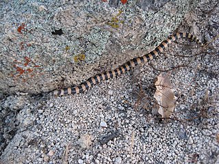<i>Sonora fasciata</i> Species of snake