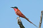 Thumbnail for Southern carmine bee-eater