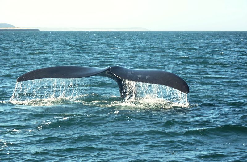 File:Southern right whale caudal fin.JPG