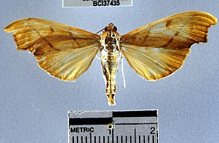 <i>Sparagmia</i> Genus of moths