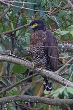 Thumbnail for Sulawesi serpent eagle