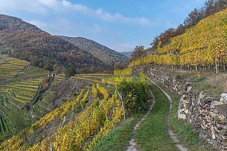 Weinberg Singerriedl in Spitz