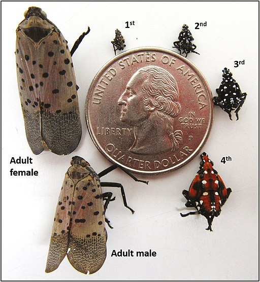 Spotted lanternfly Life Cycle