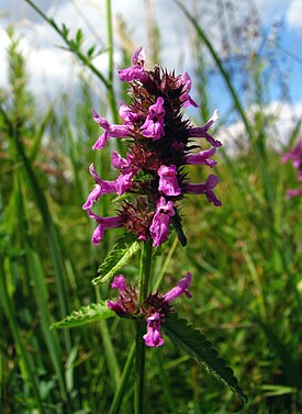 Stachys officinalis 01.jpg