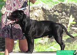 Staffordshire Bull Terrier - Wikipedia