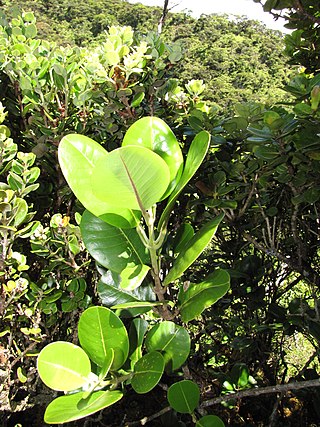 <i>Melicope orbicularis</i> Species of flowering plant