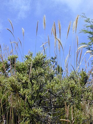 <i>Dichelachne crinita</i> Species of grass