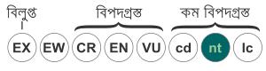 ষাঁড় হাঙ্গর: আকৃতি, বিচরণ, খাদ্য