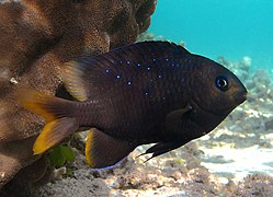 Un grégoire mauricien (Stegastes pelicieri)