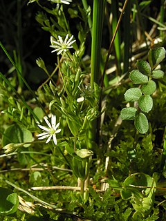 <i>Stellaria crassifolia</i> Species of flowering plant in the carnation family Caryophyllaceae