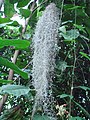 leaves (and Tillandsia usneoides)