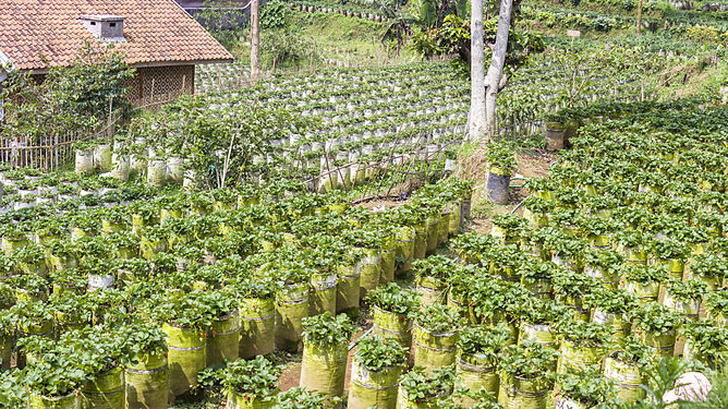 This is how they grow strawberries