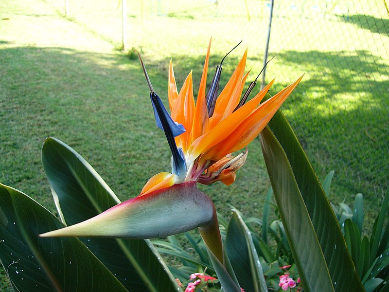 File:Strelitzia-reginae.jpg