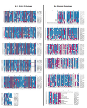 Strict orthologs vs. Distant Homologs for CCDC42B. Strict orthologs vs. Distant Homologs for CCDC42B.png