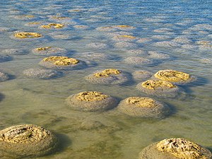 Estromatolito: Formación y desarrollo, Causa del oxígeno en la atmósfera de la Tierra, Sitios donde aún se forman estromatolitos