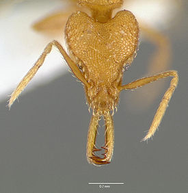 Голова рабочего муравья Strumigenys rogeri