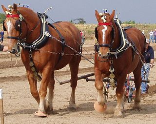 <span class="mw-page-title-main">Suffolk Punch</span> English breed of draught horse