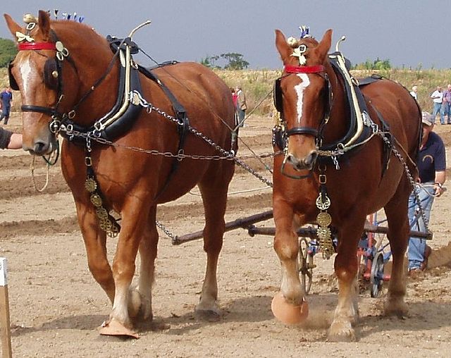 Suffolk Punch - Wikipedia