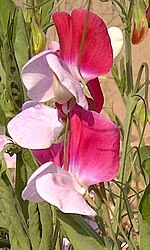 Miniatura para Lathyrus odoratus