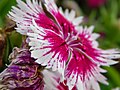 5 October 2014. Closeup of a sweet William's petals, viewed from the side.