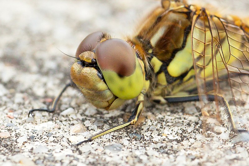 File:SympetrumVulgatum JuvMale Detail.jpg