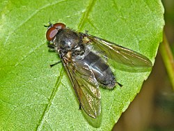 Syrphidae - Cheilosia variabilis (erkak) .JPG