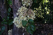Syzygium cormiflorum lakeeacham.JPG