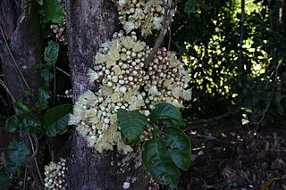 <i>Syzygium cormiflorum</i> Species of tree in the family Myrtaceae endemic to Queensland