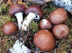 Täpiline värvik (Stropharia hornemannii)