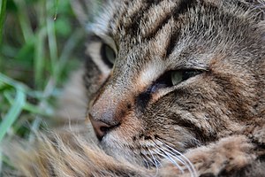 Tête d'un chat angora.jpg