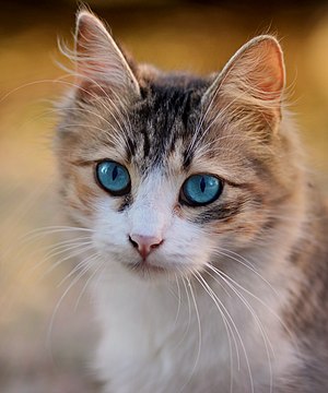 Tabby cat with blue eyes