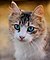 Tabby cat with blue eyes-3336579.jpg