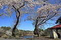 2021年5月5日 (水) 12:18時点における版のサムネイル