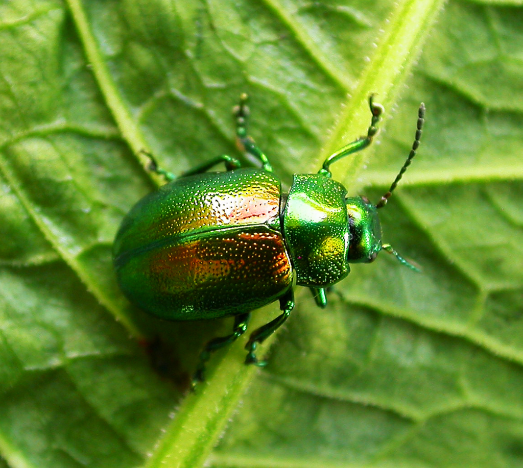 Tansy beetle 2.png