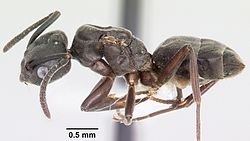 A side view of the body of T. sessile. It shows that the gaster part of the abdomen is directly above the ant's petiole.