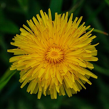 Flower of the dandelion (Taraxacum sect. Ruderalia)