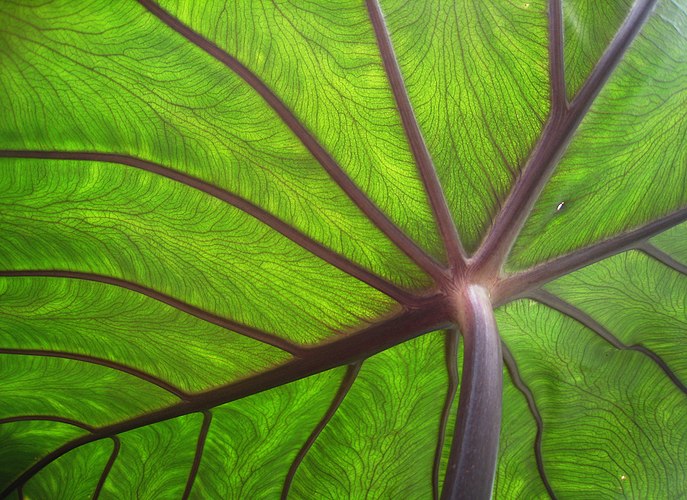 Нижняя часть листа таро (Colocasia esculenta), подсвеченного с обратной стороны прямым солнечным светом, Окленд, Новая Зеландия