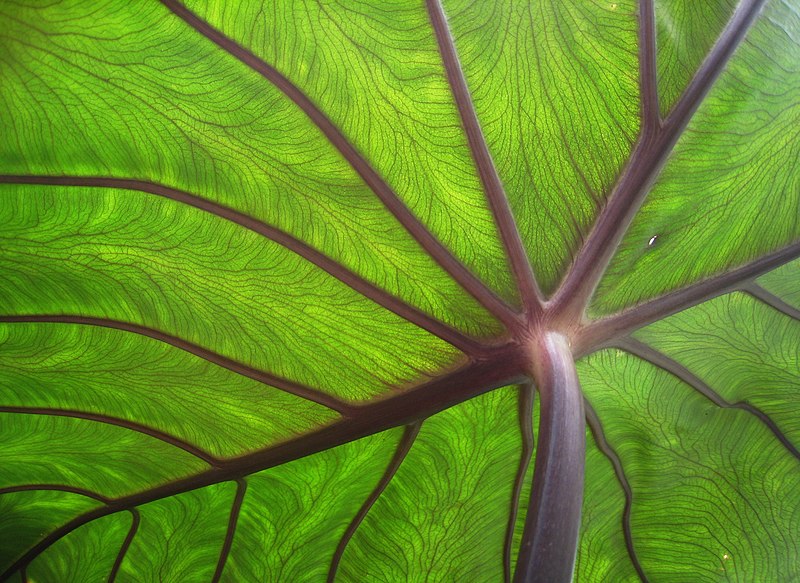 File:Taro leaf underside, backlit by sun - edit.jpg