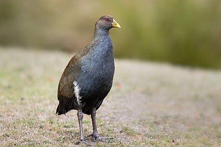 Tasmanian Native-hen - Adventure Bay