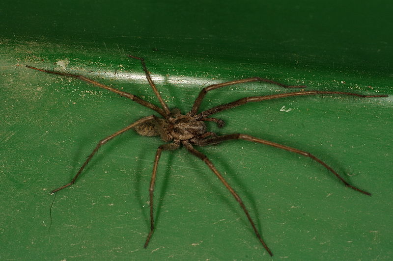 File:Tegenaria atrica THWZ 07.jpg