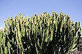 Euphorbia abyssinica