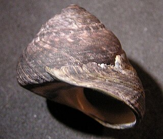 <i>Tegula gallina</i> Species of gastropod