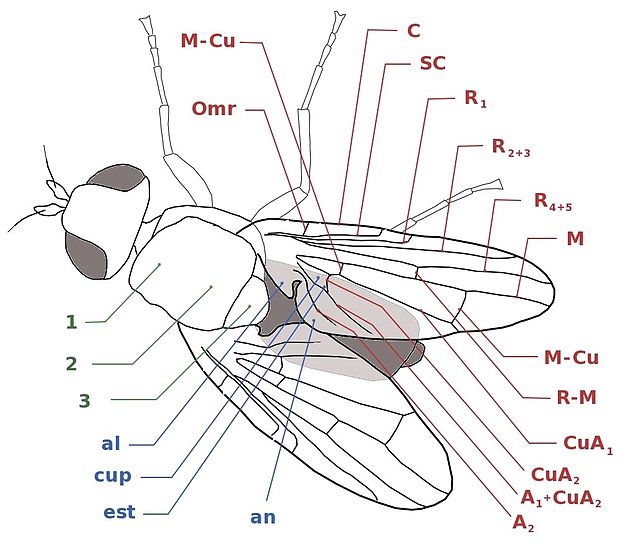 Tephritidae morphology