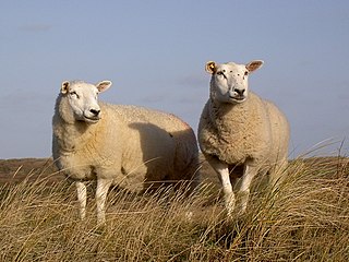 <span class="mw-page-title-main">Texel sheep</span> Dutch breed of sheep