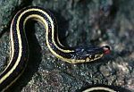 Thamnophis sirtalis parietalis.jpg