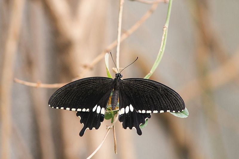 File:The Common Mormon (Papilio polytes).jpg