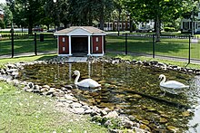 A new pair of Royal Swans took up residence in Swanton's Village Green Park in 2017. The Royal Swans of Swanton Vermont.jpg